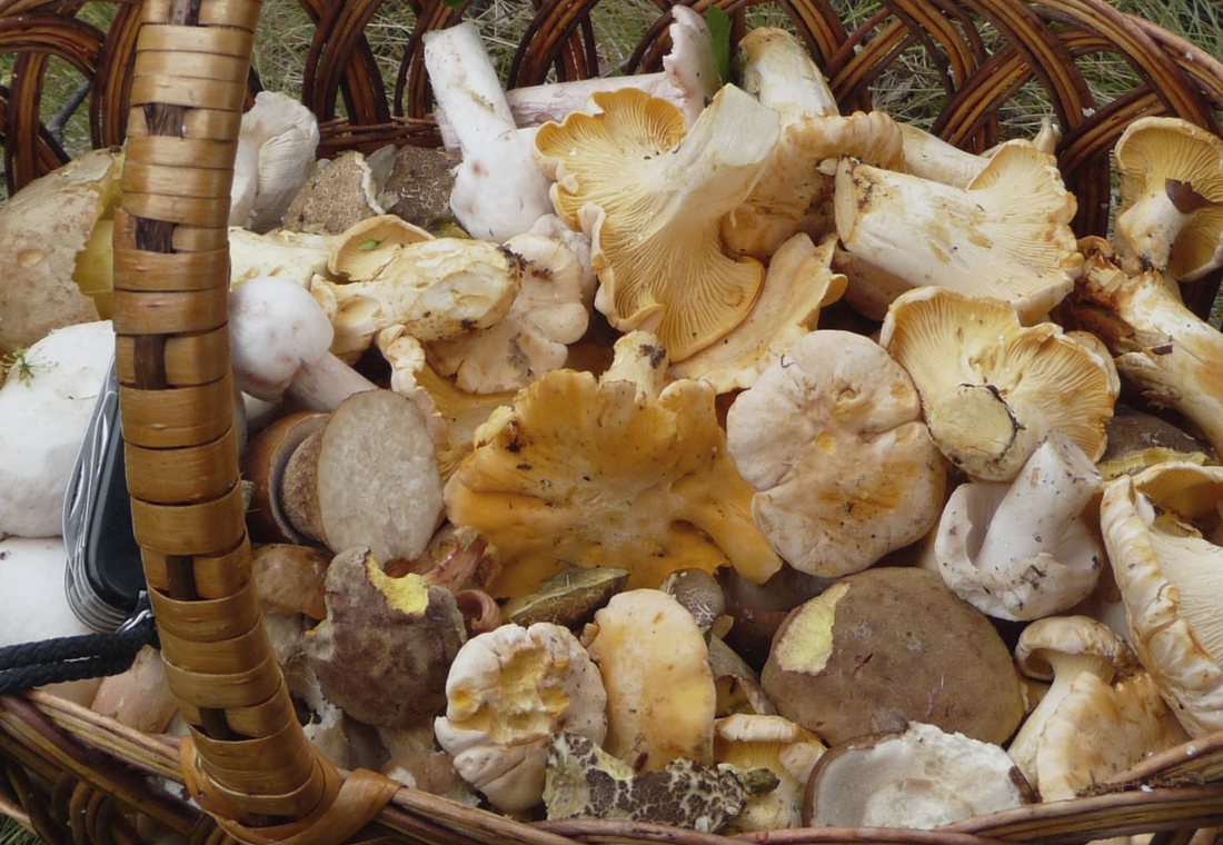 Basket of edible wild mushrooms